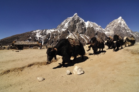 The Yaksのeditorial素材