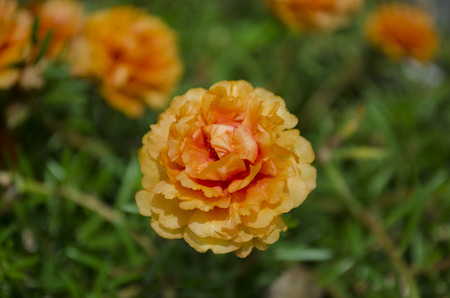 yellow Red Common Purslane or Verdolaga or Pigweed or Little Hogweed or Pusley flowerの写真素材