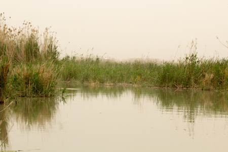 Image marshes of Iraq in Dhi Qar province, which is located south of Iraq, Show where water bodies and Cane papyrus.の写真素材