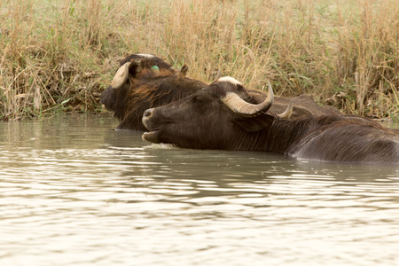 Image marshes of Iraq in Dhi Qar province, which is located south of Iraq, Show where water bodies and Cane papyrus, and Animals of buffalo.の写真素材
