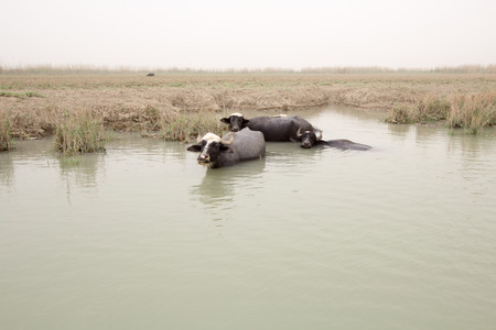 Image marshes of Iraq in Dhi Qar province, which is located south of Iraq, Show where water bodies and Cane papyrus, and Animals of buffalo.の写真素材