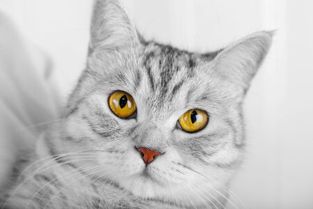 Fluffy gray beautiful adult cat, breed scottish, close portrait on white backgroundの写真素材