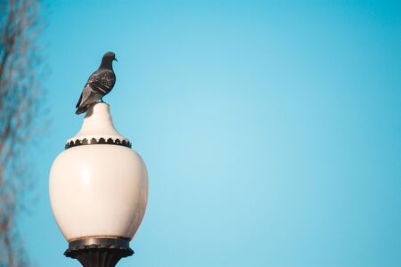 Beautiful pigeon sits on a lamppost against a clear sky background.の写真素材