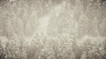 Winter snowfall in the forest, gentle lovely snowy Christmas morning with falling snow. Winter...