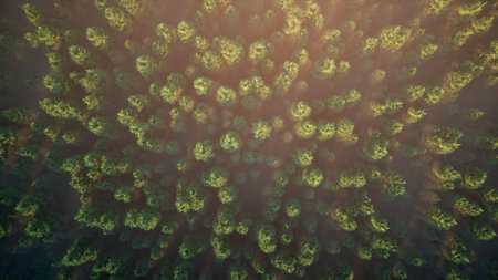 Flight over the misty forest. Aerial view of green woods landscape. aerial 3d illustration