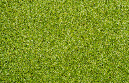 Green grass textureの写真素材