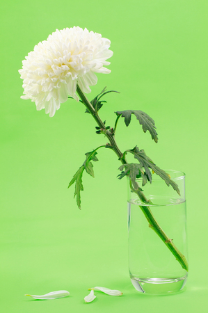 white marigold flowerの写真素材