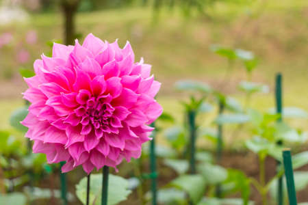 Big pink flower in the garden