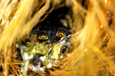 Hungry birds in nest. の写真素材
