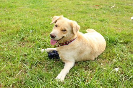 Cute Dog on green yard.の写真素材