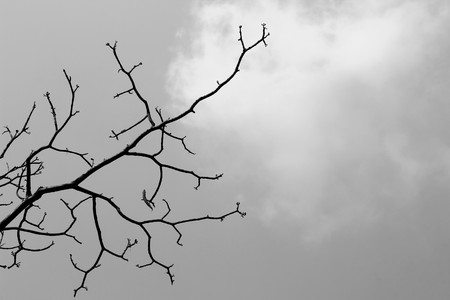 Branch of tree against the sky in black and white tone.の写真素材