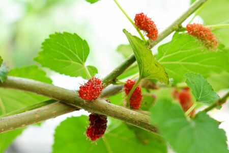 Red ripen mulberry on tree, this is one kind of thai local fruit.の写真素材