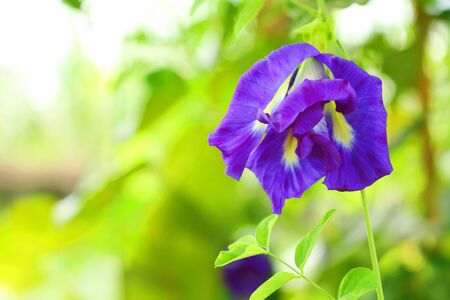 Close up of butterfly pea flower from nature in a nice day.の写真素材