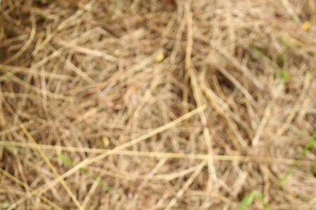 Natural blur background of dried grass on the ground.の写真素材