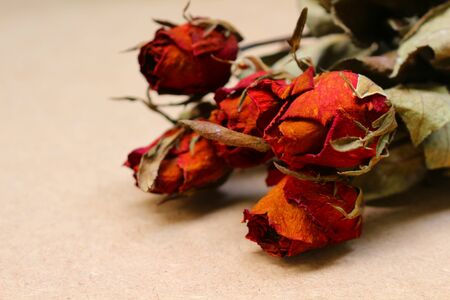 Close up of dried roses on clear brown background.の写真素材