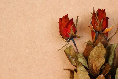 Natural dried roses on wooden brown background.の写真素材