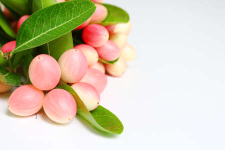 Close up of raw pink karunda fruits on white background.の写真素材