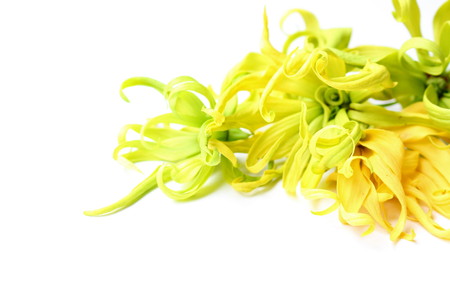 Close up of ylang-ylang, cananga odorata or hook flowers isolated on white background.の写真素材
