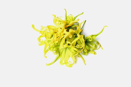 Close up of ylang-ylang, cananga odorata or hook flowers isolated on white background.の写真素材