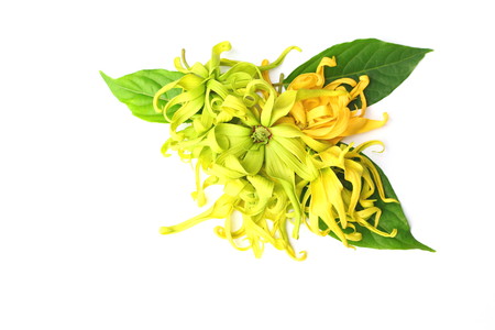 Close up of ylang-ylang, cananga odorata or hook flowers with green leaves isolated on white background.の写真素材