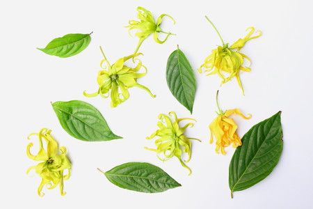 Close up of ylang-ylang, cananga odorata or hook flowers with green leaves isolated on white background.の写真素材
