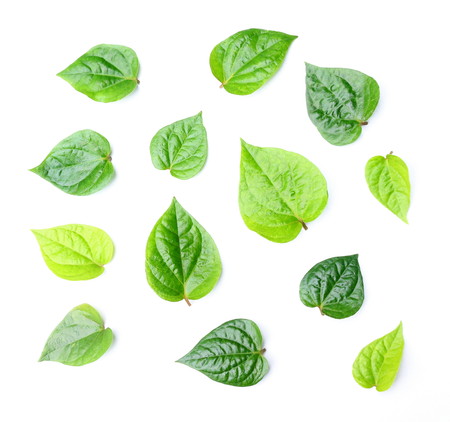 Piper betel leaves on white background. This is an evergreen plant with heart-shaped leaves. Petel...
