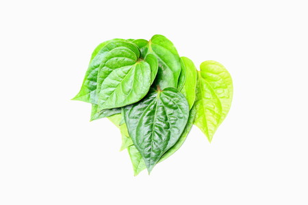Piper betel leaves on white background. This is an evergreen plant with heart-shaped leaves. Petel plant originated in South and South East Asia.の写真素材