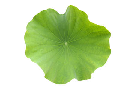 Isolated of green lotus leaf on white.の写真素材