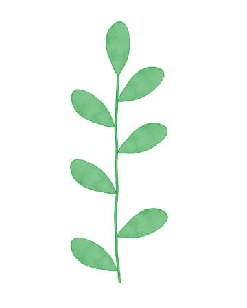 Green watercolor plant, digital painted, on white background.の写真素材
