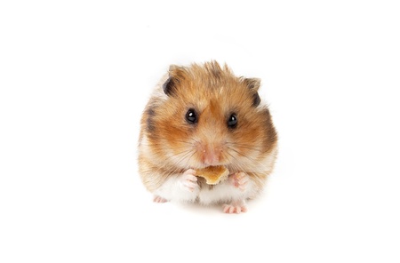 hamster eats crackersの写真素材