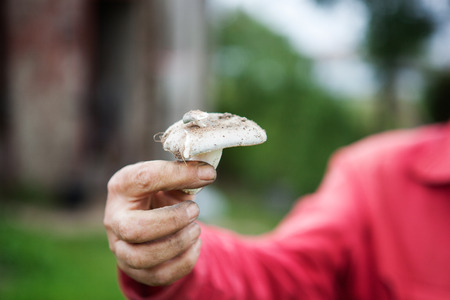 mushroom is in the handの写真素材