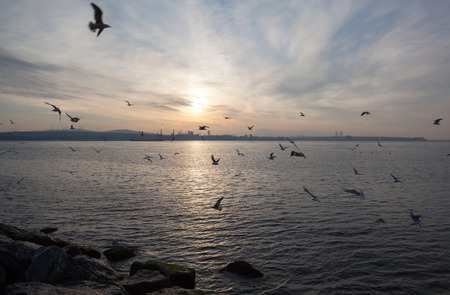 Sunset over the sea with seagulls, Istanbulの写真素材