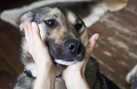 Black dog with beautiful eyesの写真素材