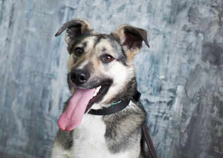 dog lookingの写真素材