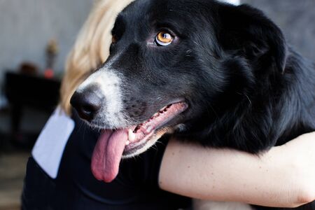 Black dog with beautiful eyes hug dogの写真素材
