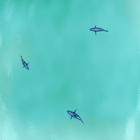 Aerial View of Sharks in the Sea. 3D Renderingの写真素材