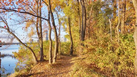 Peaceful Autumn Park with River and Falling Leaves from the Trees