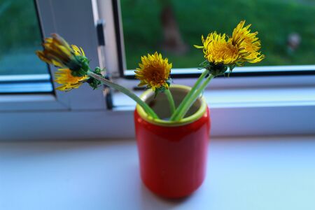 Dandelion. Dandelion - spring flowers. Dandelions. Dandelions on white background. Dandelion isolated on white. Healthy dandelion. Dandelion with leaves. Dandelions yellow flowers. Dandelions.の写真素材