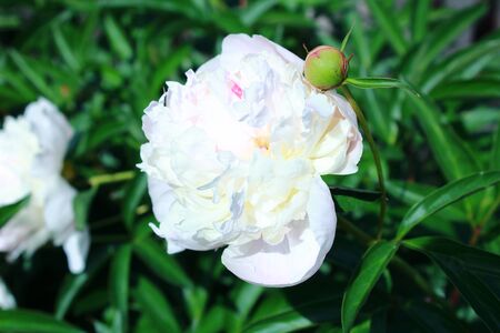 Beautiful white peony flower on natural green backgroundの写真素材
