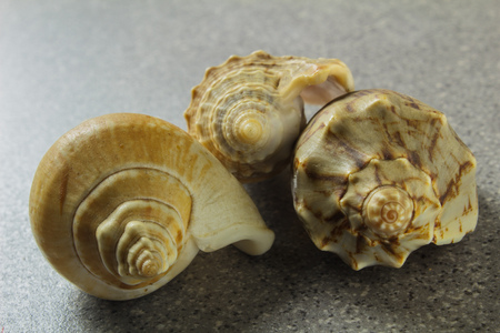 various natural sea shell on a light gray background