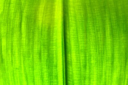 Texture of green leaf light background, closeupの写真素材