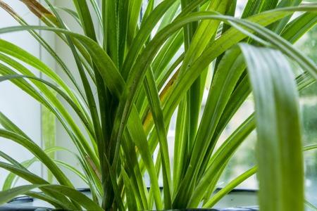 close up of nature fresh green grass