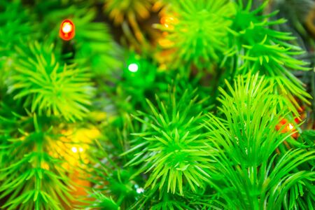fir branches with christmas multi-colored garland on a black background