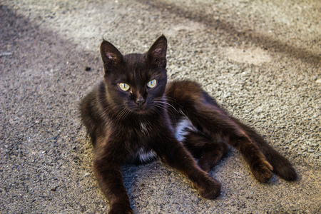 Lazy black cat lay on concrete outdoor floor under sunlightの写真素材