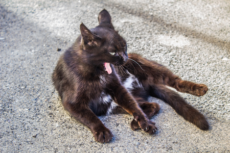 Lazy black cat lay on concrete outdoor floor under sunlightの写真素材