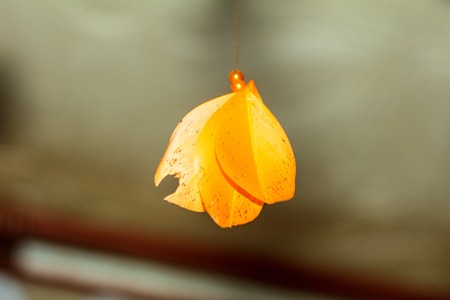 Orange feather on blur backgroundの写真素材
