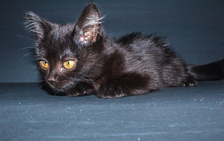 little black kitten on a dark backgroundの写真素材