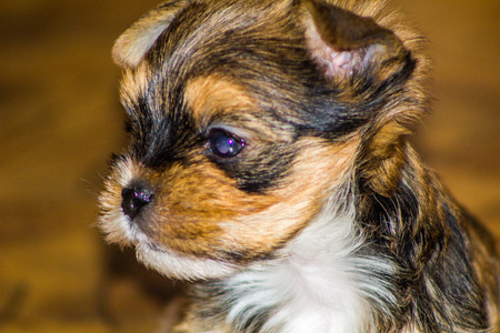 Puppy Yorkshire terrier on a blur backgroundの写真素材