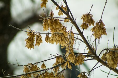 Dry seeds of a maple on a background of winter wood