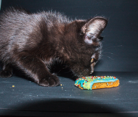 little black kitten on a dark backgroundの写真素材